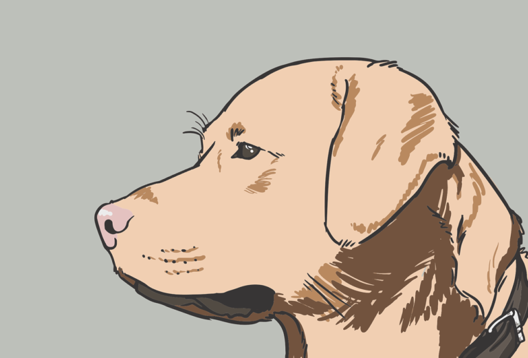 Hundeversicherung notwendig?